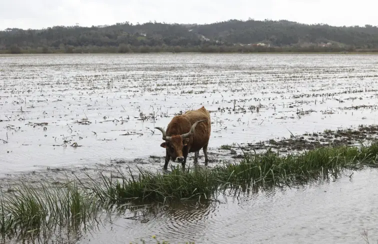 Trator a enfardar fardos de palha